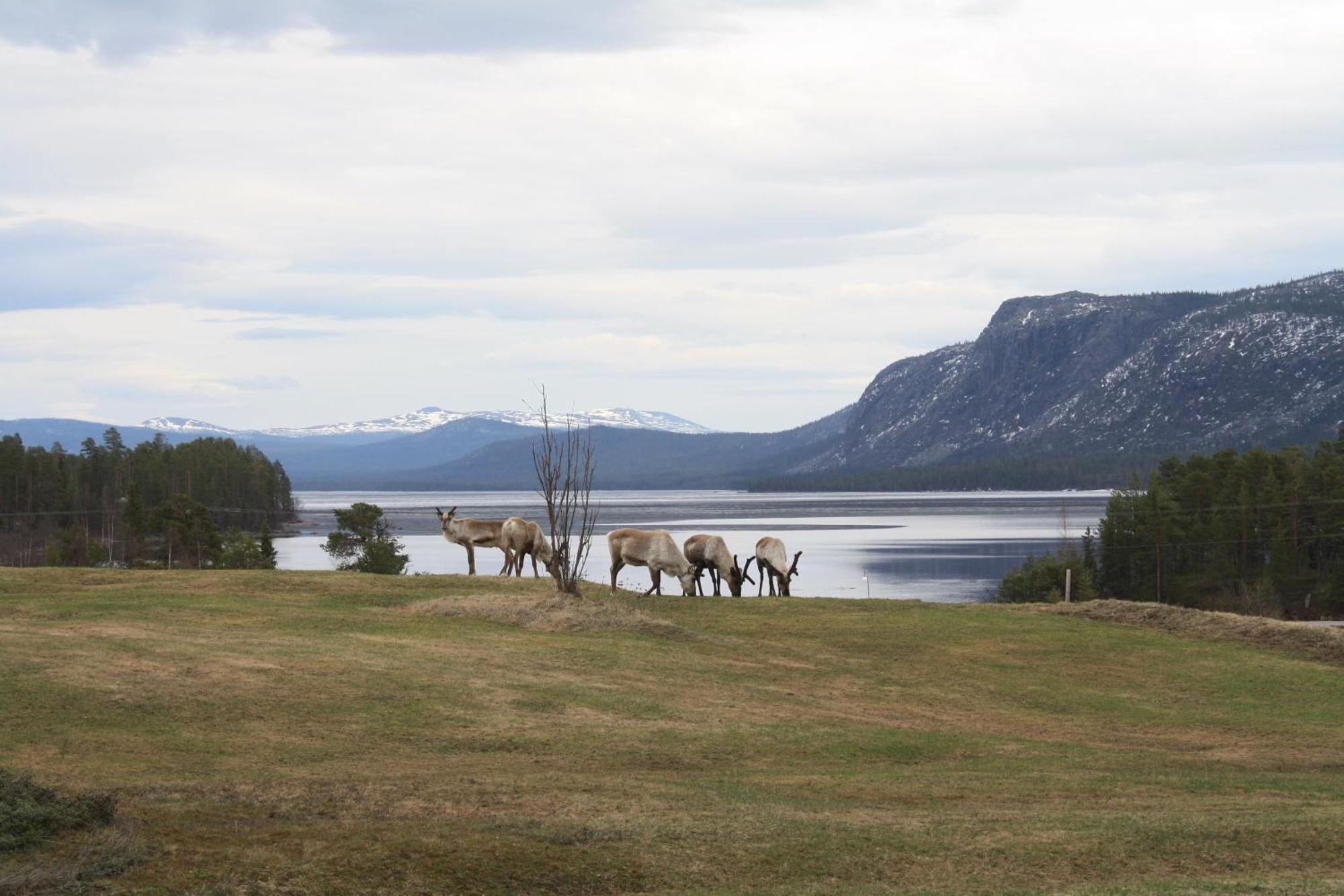 Arrenjarka Mountain Lodge Kvikkjokk Zewnętrze zdjęcie